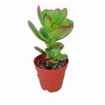 Crassula Ovata Para Çiçeği Sukulent