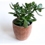 Crassula Ovata - Para Çiçeği 'Turuncu Saksılı'