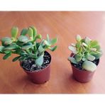 Crassula Ovata Para Şans Çiçeği Fidanı 10-20 Cm