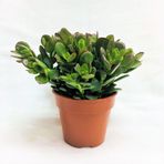 Crassula Ovata - Para ve Şans Bitkisi - 5 ADET SUKULENT - TERARY