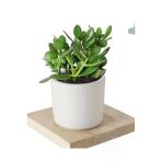 Crassula Ovata Şans Para Çiçeği Şık Dekoratif Saksıda