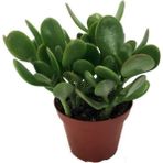 Crassula Ovata / Şans-Para Çiçeği