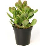 Crassula Para Çiçeği Fidanı 10-20 Cm
