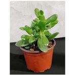 Crassula Para Çiçeği Fidanı Fidesi 10-20 Cm