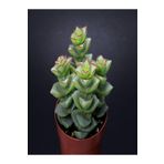 Crassula Perforata 5.5 cm mini Sukulent Saksısında Dolgun Formlu Teraryum ve Sukulent
