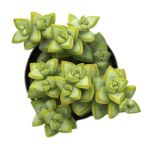 Crassula Rupestris Rosary Vine Sukulent