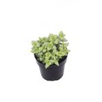 Crassula Rupestris Sukulent
