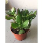 Crassula Şans Para Çiçeği ) 25-30CM
