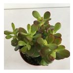 Crassula Şans Para Çiçeği (zenginlik Çiçeği) 25-30cm
