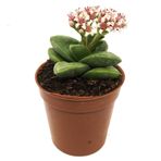 Crassula Spring Time Çiçek Açan Sukulent