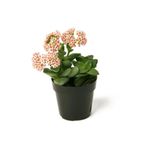 Crassula SRD1322025BYB238 Spring Time Sukulent