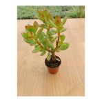 Crasula Ovata Minor Para Çiceği Fidanı 10-20 Cm