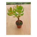 Crasula Ovata Sunset Para Çiçeği Fidanı 10-20 Cm