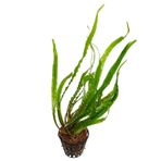 Cryptocoryne Spiralis Saksı Canlı Bitki