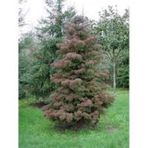 Cryptomeria japonica Elegans Kadife Çam fidanı 40-60 cm arası