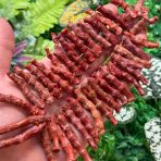 Çubuk Akdeniz Mercan Taşı 2-3 Cm