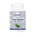 Cüce Palmiye