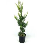 Cupressocyparis Leylandi Leylandi Çam Fidanı 60-100 Cm