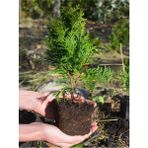 Cupressus Leylandii 40 Adet Leylandi Çam Ağacı Fidanı 10-25 cm Dış Mekan Çit Bitkisi