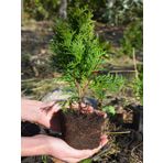 Cupressus Leylandii 40 Adet Leylandi Çam Ağacı Fidanı 10-25cm Dış Mekan Çit Bitkisi