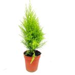 Cupresus, Limoni Servi Mini 45 - 50 cm