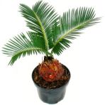 Cycas Ağacı Tohumu Revoluta Süs Ağacı 3 Tohum+ Saksı+Toprak+