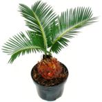 Cycas Ağacı Tohumu Revoluta Süs Ağacı 3 Tohum+ Saksı+Toprak+Hediy