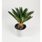 Cycas Ağacı Tohumu Sikas Ağacı Tohumu 3 Tohum +Hediye Tohum