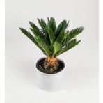 Cycas Ağacı Tohumu Sikas Ağacı Tohumu 3 Tohum + Tohum