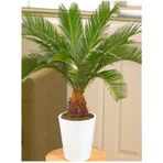 Cycas Ağacı Tohumu Sikas Ağacı Tohumu Revoluta Süs Ağacı 10 Adet Dev Tohum