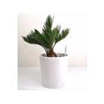 Cycas Dekoratif Saksıda Sikas 01