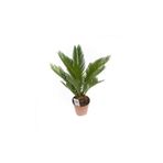 Cycas Revoluta (Japon Palmiyesi)