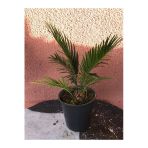 Cycas Revoluta (salon Palmiyesi) 30 Cm