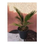 Cycas Revoluta (salon Palmiyesi) 30 Cm