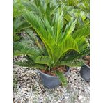 Cycas Revoluta - Sikas Japon Sago Palmiyesi 55-80cm Canlı İç Dış Mekan Bitkisi
