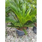 Cycas Revoluta - Sikas Japon Sago Palmiyesi 60-80 cm Canlı İç Dış Mekan Bitkisi