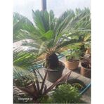 Cycas Revoluta-sikas - Japon Sago Palmiyesi - Gövde Boyu 60-80 Cm