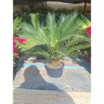 Cycas Revoluta Sikas Palmiyesi 60-80 cm İç&dış Mekan Mekan Peyzaj Bitkisi