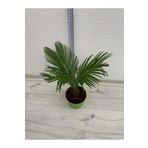 Cycas Revoluta