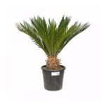 Cycas – Sikas