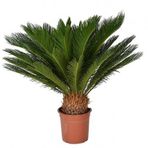 Cycas Tohumu 3 Tohum Sikas Tohumu + Süpriz Hediye Tohum