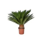 Cycas Tohumu Ekim Seti 3 Tohum Sikas Tohumu +Saksı+Toprak+Süpriz