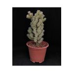 Cylindropuntia Spinosior / Baston Kaktüs 10 Cm Saksı
