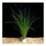 Cyperus Juncus Saksı Canlı Bitki