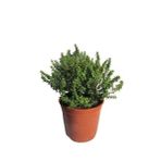 Dağ Bahçe Kekiği Fidanı 10-20 Cm 1 Adet Thymus Vulgaris