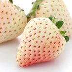 Dağlıoğlu Tarım Beyaz Çilek Fidesi Pineberry 2 Adet - 1 Adet