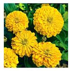 Dahlia Çiçekli Sarı Zinya Çiçeği Tohumu (40 tohum)