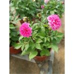 Dahlia Variabilis-Şeker Pembe Ithal Dalya Çiçeği Hediyelik