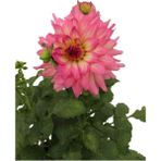 Dahlia - Yıldız Çiçeği - Dalya Bitkisi Pembe Renk Dış Mekan Balkon Bahçe Peyzaj