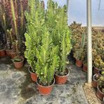 Dallı Büyük Boy Euphorbia Trigona Green - Afrika Yeşil Süt Ağacı Kaktüsü